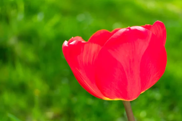 Tulipán Rojo Sobre Fondo Borroso Hierba Verde — Foto de Stock