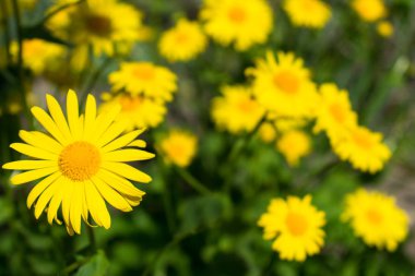Diğer papatyaların bulanık arka planında sarı papatya