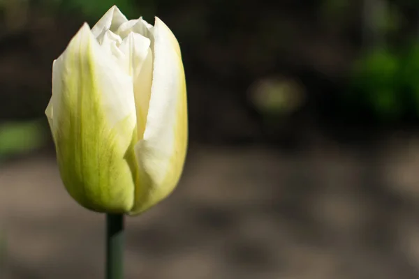 Tulipano Bianco Sfondo Sfocato Bokeh Copia Spazio — Foto Stock