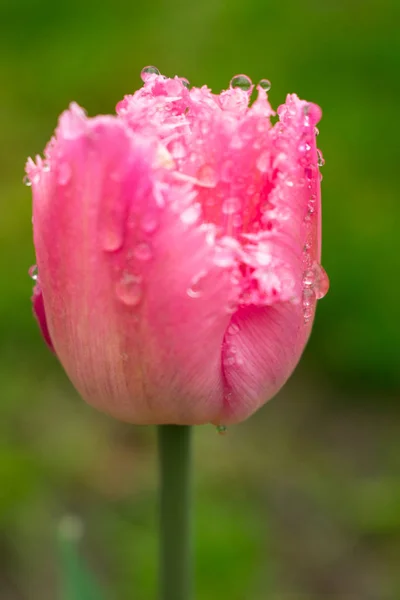 Tulipe Rose Après Pluie Dans Jardin — Photo