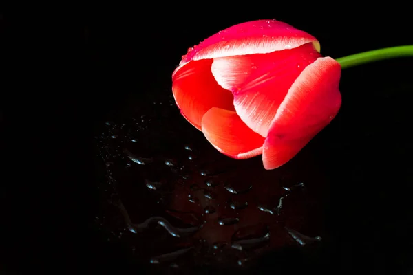 黒い背景に孤立した赤いチューリップ — ストック写真