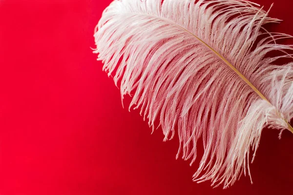 Pluma Avestruz Blanco Sobre Fondo Rojo — Foto de Stock
