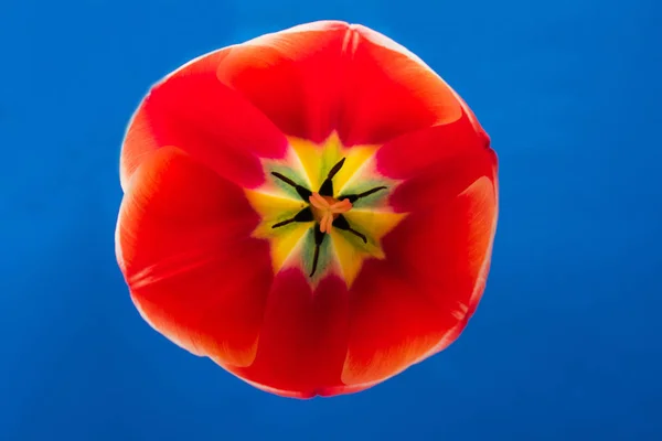 Beautiful red tulip inside, on blue background macro shot