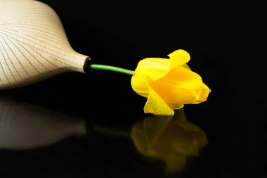 Sarı lale bir siyah arkaplanda vazoda yatıyor.