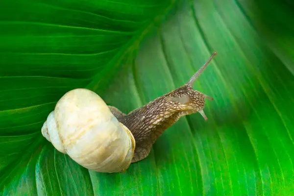 Snail Crawling Green Leaf — Stock Photo, Image