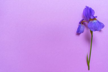 Yumuşak mor arka plan üzerinde Mavi Iris çiçek. Kopyalama alanı