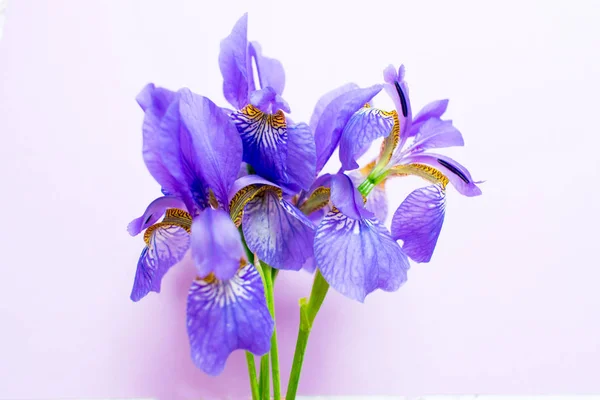 Bouquet of blue iris flowers on a gentle purple background.