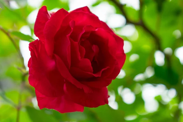 Rose Rouge Sur Buisson Sur Fond Flou — Photo