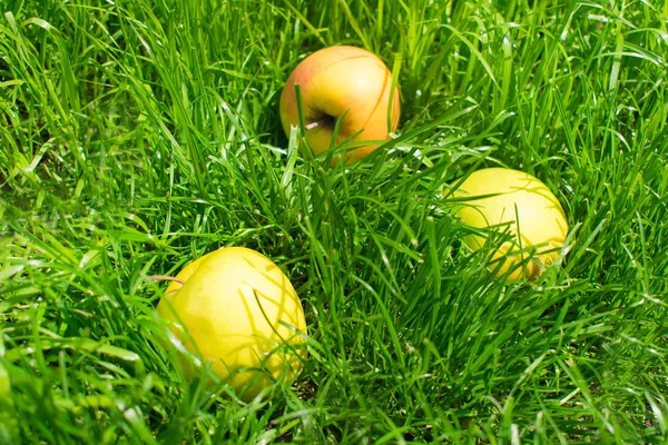 Maçãs Amarelas Maduras Grama Verde — Fotografia de Stock