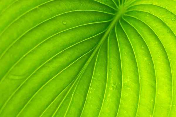 Green Leaf Texture Hintergrund Mit Licht Hinter — Stockfoto