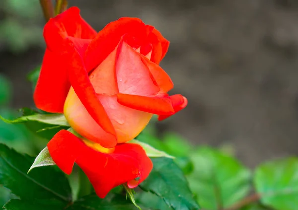 Rose Orange Dans Jardin Rose Virée — Photo