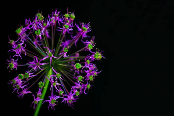 Flor Violeta Forma Uma Bola Fundo Preto — Fotografia de Stock