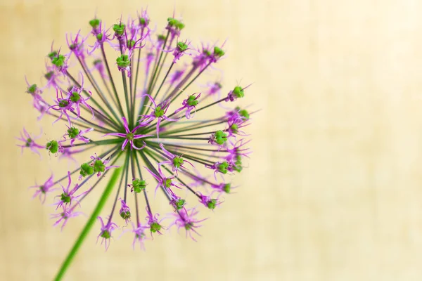 穏やかなベージュの背景にボールの形で紫色の花 — ストック写真