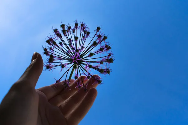 Purple Flower Form Ball His Hand Blue Sky — Stock Photo, Image