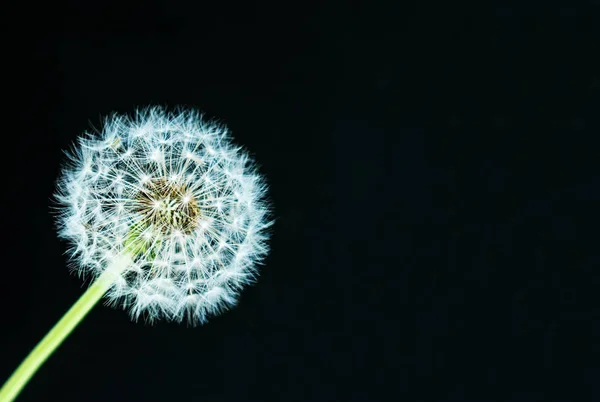 Dandelion Black Background Lightness — Stock Photo, Image