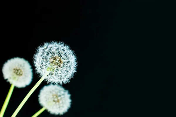 Dandelion Black Background Lightness — Stock Photo, Image