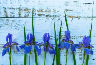 Çiçek mavi Iris açık ahşap arka planda. Boşluk Kopyala