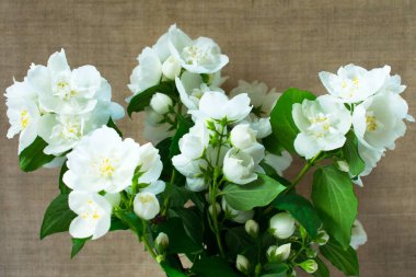 bej arka planda beyaz yasemin buket.