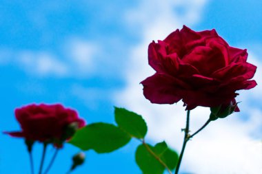 mavi gökyüzüne karşı kırmızı gül