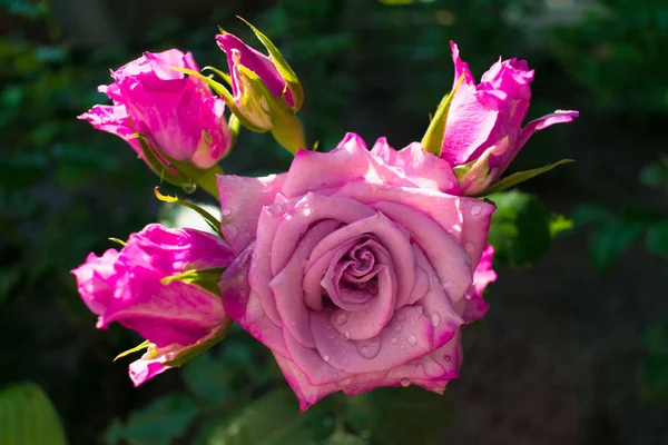 Rose Rose Dans Jardin Après Pluie Gros Plan — Photo