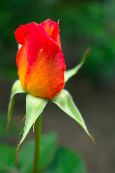 Rose Bourgeon Rose Bourgeon Rose Non Ouvert Dans Jardin — Photo