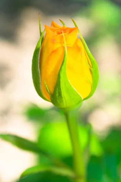 Bourgeon Rose Jaune Bourgeon Rose Non Ouvert Dans Jardin — Photo