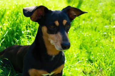 Parkta çimenlerde siyah köpek.