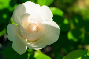 Bahçedeki çalılıklarda beyaz bir gül. Yakın plan..