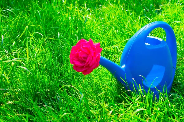 青い散水缶は セレンの草の上に 花と赤いバラを水やりするための缶 — ストック写真