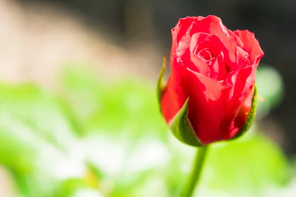 Brote Rosa Rosa Brote Rosa Sin Abrir Jardín — Foto de Stock