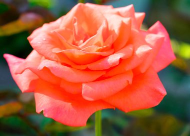 Bahçede büyüyen portakal gülü. Yakın mesafede.