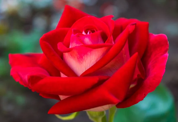 Rose Rouge Fleurs Poussant Dans Jardin Close — Photo