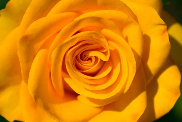 Fleur Rose Jaune Dans Jardin Gros Plan Macro — Photo