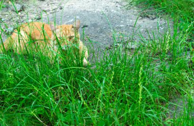 Zencefil kedi yeşil çimenlerde yatıyor.