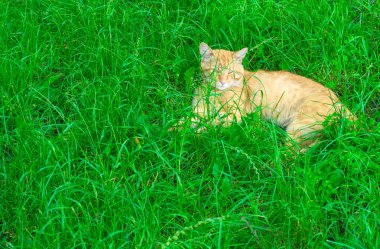 Zencefil kedi yeşil çimenlerde yatıyor.