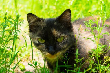 Yaban kedileri yeşil çimlerde avlanır.
