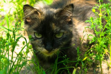 Yaban kedisi yeşil çimlerde avlanıyor..