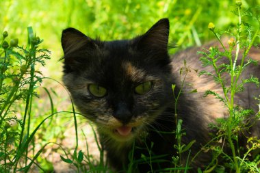  Yaban kedisi yeşil çimenlerde avlanıyor..