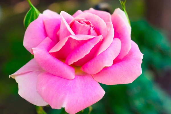 Rose Rose Simple Dans Fond Jardin Espace Copie Carte Postale — Photo