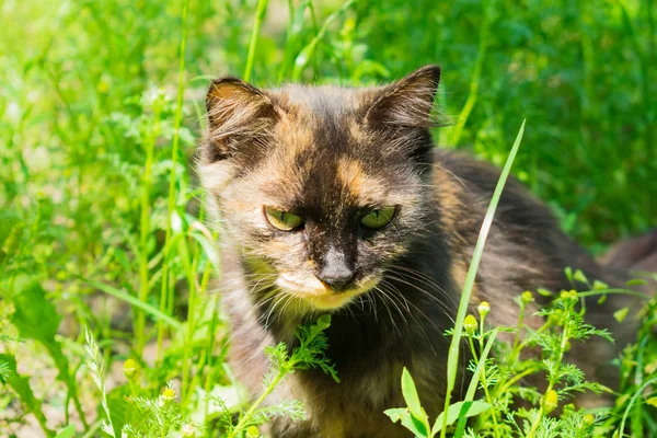 Yaban kedisi yeşil çimenlerde avlanıyor..