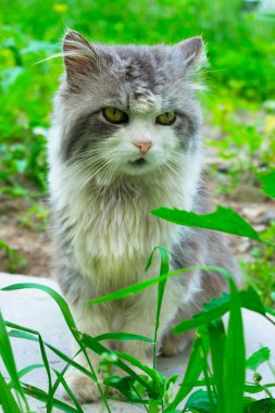 Beyaz göğüslü gri bir kedi çimenlerin üzerinde oturuyor..