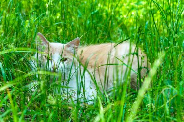 Yaban kedisi yeşil çimlerin dışına bakıyor. Büyük bir plan..