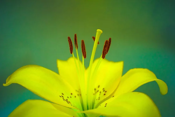 Yellow lily flower on a blur gray background. Concepts for. Cards, background, screen saver.Copy space