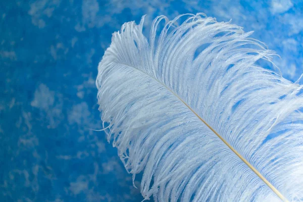 Witte Struisvogel Veren Een Achtergrond Van Hemelsblauwe Achtergrond Ruimte Kopiëren — Stockfoto