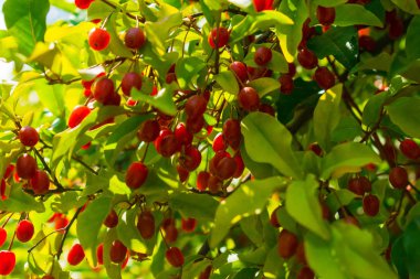 Bahçede yetişen kırmızı meyveler. Silverberry Oleaster, Japon Silverberry, gumi.
