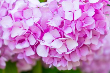 Nazik pembe ortanca (Ortanca macrophylla). Çiçek yakın çekim. Sığ alan derinliği.