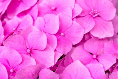 Nazik pembe ortanca (Ortanca macrophylla). Çiçek yakın çekim. Çiçeklerin arka planı.