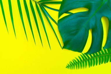 Sarı bir arka plan üzerinde tropikal yapraklar. Parlak sarı bir telefon üzerinde gerçek tropikal yaprakların yaratıcı düzeni. Yaz konsepti. Kopyalama alanı ile düz görüntü.