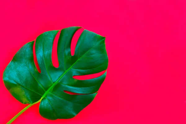 Kırmızı arka planda Monstera tropikal yaprakları. Kırmızı bir arka plan üzerinde gerçek tropikal yaprakların yaratıcı düzeni. Yaz konsepti. Kopyalama alanı ile düz görüntü.