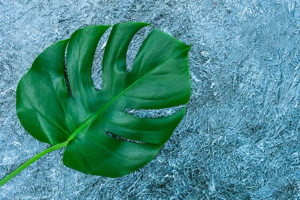 Tropické Listí Monstery Šedém Pozadí Kreativní Rozložení Skutečných Tropických Listů — Stock fotografie